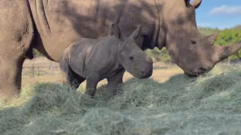 Texas Ranch Welcomes Third White Rhino Calf in Three Years